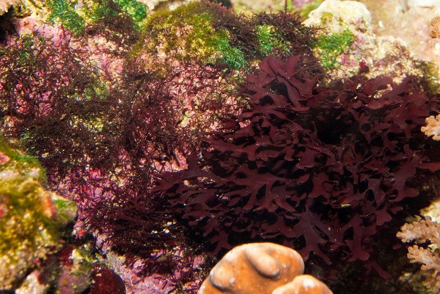 Saltwater Aquarium Red Vegetation against Coral Reef
